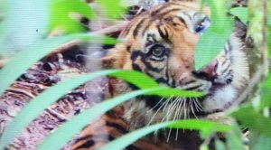 Saat Hendak Ditolong Dari Perangkap Seekor Harimau Serang Dokter Hewan Di Tapsel