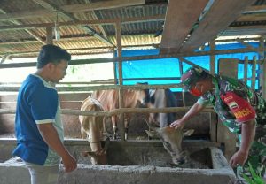 Antisipasi Virus PMK, Babinsa Jajaran Kodim Tapsel Lakukan Pemeriksaan Ternak Sapi Warga