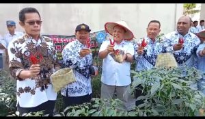 KACABDISDIK PADANGSIDIMPUAN PANEN PERDANA CABE MERAH BERSAMA KEPSEK SMK N 2 PSP