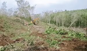 Bahkan Ratusan Juta, Konflik Warga Dengan TPL Lahirkan Calo Modus Pengamanan